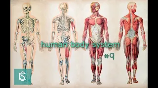 human body system 9