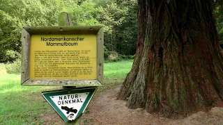 Mammutbaum Schotten Vogelsbergkreis - Sequoia tree near Schotten, Germany