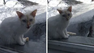 Породистая кошка плакала у окна и просилась внутрь