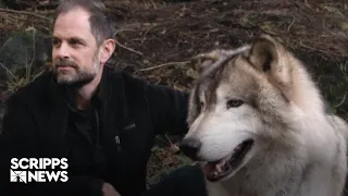 In Real Life: Living With Wolves