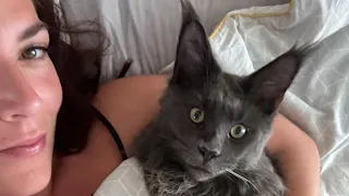 Maine Coon Kitten Apollo’s Morning Cuddle Routine | Adorable Ritual