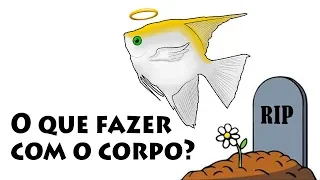 Meu peixe morreu! O que fazer com o corpo?