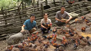 Robert sells pigs and chickens. Robert | Green forest life