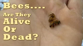 Your Bees Might Not Be Dead, Don't Jump To Conclusions