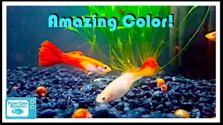 Breeding and Care of Guppies