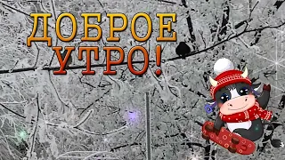 Доброе утро! Хорошего Дня. С Добрым утром Бычок! Доброе январское утро !