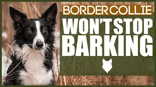 How To Stop Your BORDER COLLIE Barking