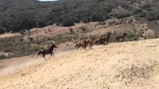 Wild horses running at Return to Freedom Sanctuary