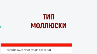 Готовимся к ОГЭ и ЕГЭ по биологии. Тип Моллюски