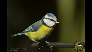 Imparare i canti degli uccelli - Cinciarella, cinciallegra, codirosso, capinera, merlo, pettirosso,