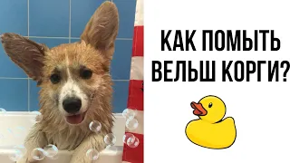 УХОД за КОРГИ🛁🧽КАК ПОМЫТЬ Собаку? Корги Рокки (говорящая собака)