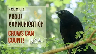 New Study: Crows Can Count! Watch Mum & Child Communicate | Crow Calls | Crow Language