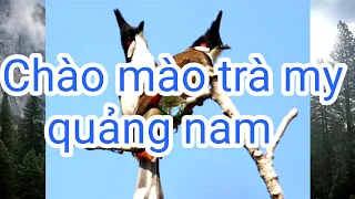 #chaomaotramy  Luyện giọng chào mào trà my | luyện giọng chào mào hót sáng | chào mào trà mi