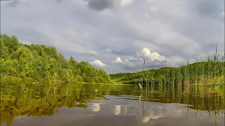 Голоса птиц. Черныш и Сизая Чайка.