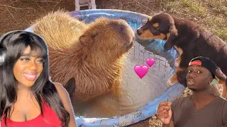 CAPYBARAS ARE ELITE 🔥 The Science Behind the Unproblematic Nature of the Capybara | REACTION!