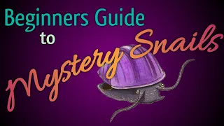 Beginners Guide to Mystery Snails
