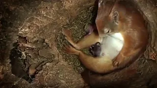Squirrel giving birth