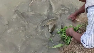 grass carp fish feeding with hand.. 1kg size