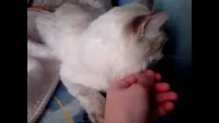 как заставить кота зевнуть)