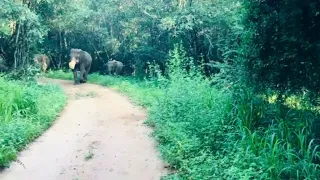 Elephant Attack at Wasgamuwa National Park | Sri Lanka