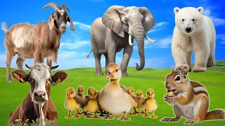 Happy Animal Moments, Familiar Animal Sounds: Elephant, Goat, Duckling, Chipmunk - Animal Paradise