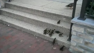 Ducklings vs Stairs ।  Motivation & Inspiration
