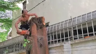 Vua Khỉ Cưa Cây Bồ Đề Khủng Hiếm Thấy  Ở Thành Phố. Sawing a giant Ficus religiosa tree