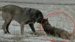 ВОЛКОДАВЫ В ДЕЛЕ... 10 Собак Способных Убить Волка