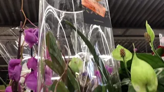 Орхидеи с уценкой в ОБИ. Что можно купить