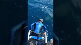 Woman almost dives right into the mouth of a 5m tiger shark