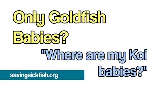 No Koi Babies? Why Do I Only Get Goldfish Babies Every Year?