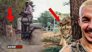 7 Scary Lion Encounters With Humans