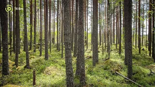 Welcome to work with Forestry in Pirkanmaa, Finland!