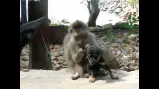 Monkey grooms puppy in Vietnam