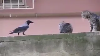 Ворона мешает котикам любить