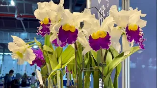 2023年 台灣世界蘭展 嘉德麗雅專集  Taiwan International Orchid Show 2023  Cattleya Capter 　　     台湾国際らん展 カドレア特集