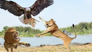 Eagle vs Lion Real Fight | Eagle Attack Lions Mother Lion Save His Baby and Hunting Eagle To Revenge