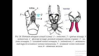 Паукообразные Arachnoidea