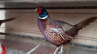 कालिज पालन! घरको कौशीमै पाल्न सकिन्छ!! Kalij farming !! Pheasant Farming !! कम लगानी मनग्य आम्दानी !