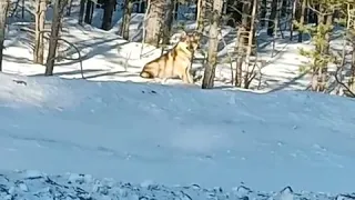 Волк наблюдал за лесниками в Бурятии