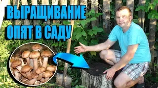 How to grow edible mushrooms (honey agarics) on a garden plot?