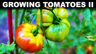 How to grow tomatoes, p. 2: Maintaining and harvesting