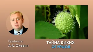 Тайна диких огурцов | Алексей Опарин