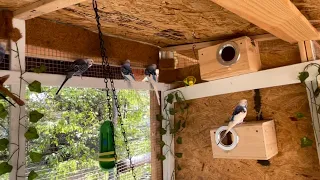 Transparent Nest Box For This Breeding Season Must See Check It Out