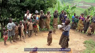 Gorillas tracking in Uganda