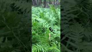 Ferns in Wind