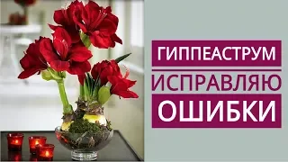 ГИППЕАСТРУМ. Пересаживаю луковицы //Исправляю ошибки