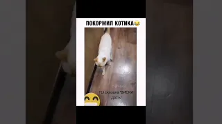 кот напился виски