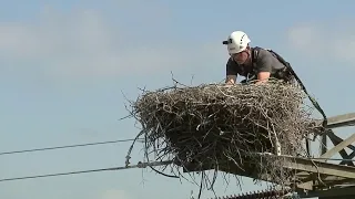 Sans frontières - Aux petits soins our les cigognes