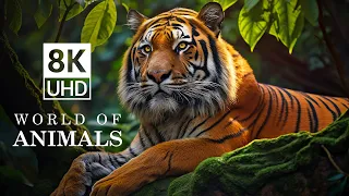 WORLD OF ANIMALS in 8K VIDEO ULTRA HD - 8K TV